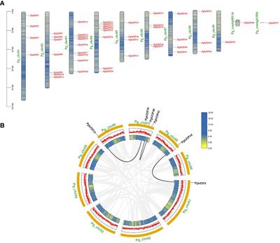 Genome-wide identification of bZIP transcription factors and their expression analysis in Platycodon grandiflorus under abiotic stress